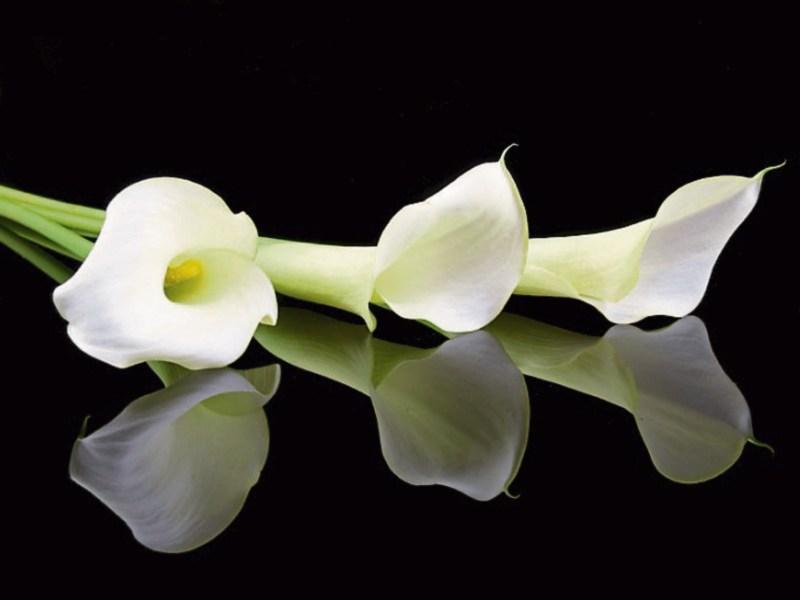 Deaths in Kildare - June 8, 2017