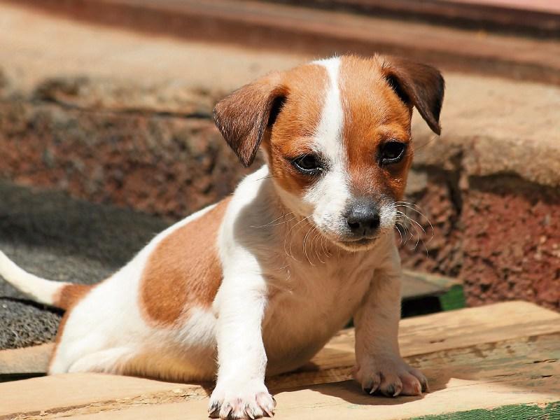 Jack Russell puppy stolen in Broadford robbery