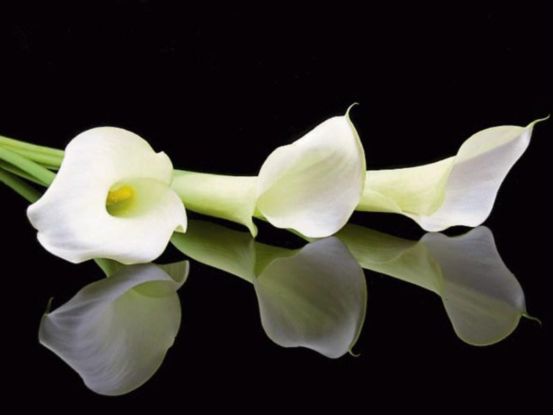 Deaths in Kildare - June 14, 2017