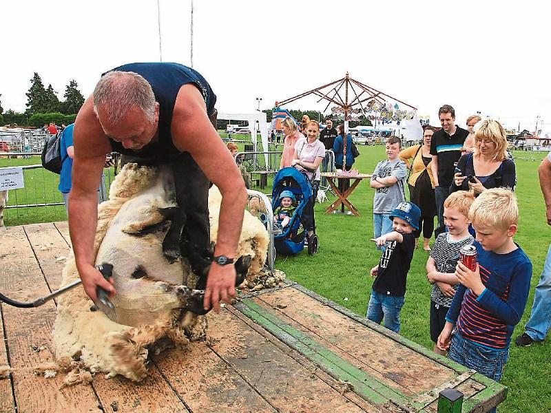 Five Kildare men to take part in All Ireland Sheep Shearing Competition this weekend