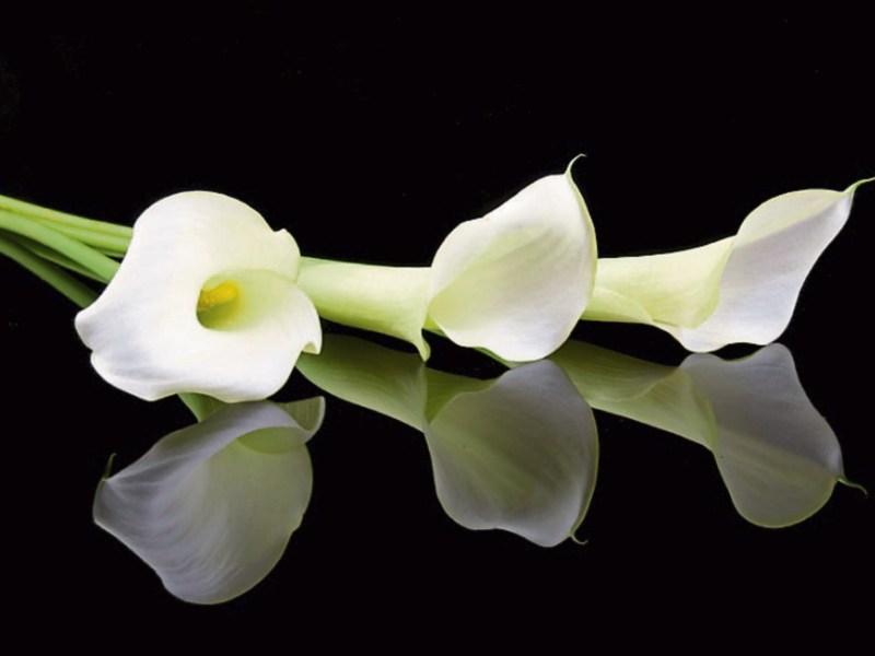Deaths in Kildare - June 21, 2017