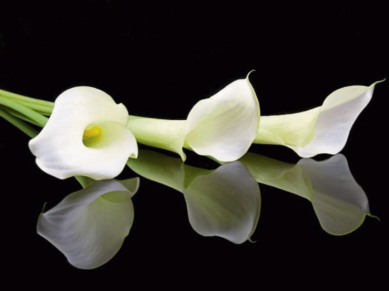 Deaths in Kildare - June 28, 2017