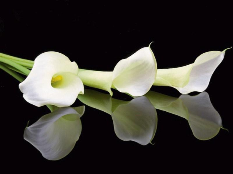 Deaths in Kildare - July 3, 2017