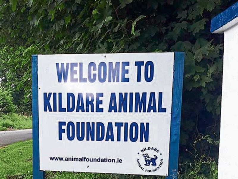 Call for volunteers today at Kildare Animal Foundation
