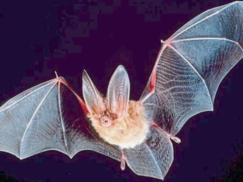 Kildare kids can search for bats, frogs and dragonflies at Bog of Allen wildlife celebrations