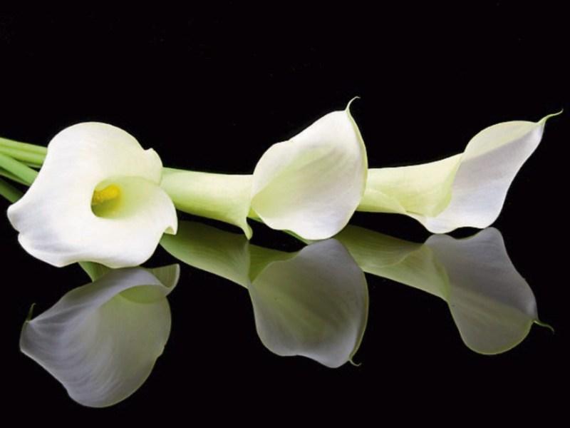 Deaths in Kildare - July 11, 2017