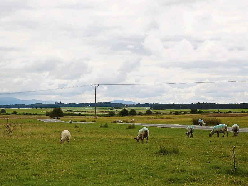 Possibility of a cycle lane on the Curragh Plains to be discussed at Council meeting today