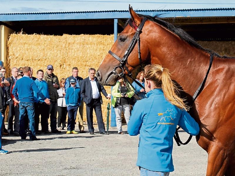 Huge demand for Kildare trainers' yard tours as part of Curragh
