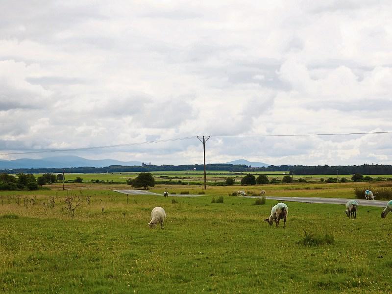 Cycle lane for Curragh not realistic says one Kildare councillor