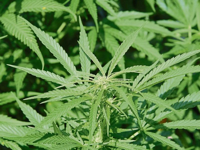 Cannabis Growhouse in Tipperary