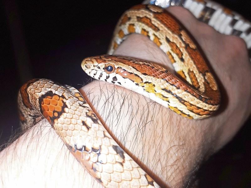 Snake found in Kildare garden shed