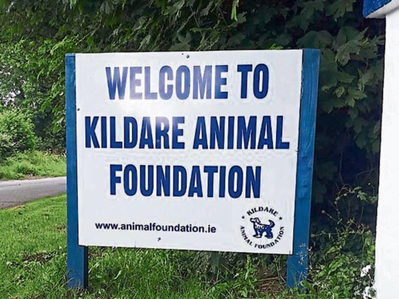 Walk your doggies for Kildare Animal Foundation