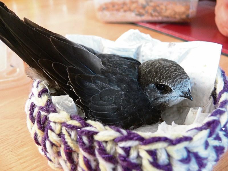 Kildare baby birds in need of help this time of year