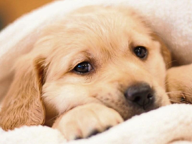 Animal shelter in Kildare are hosting a fun open day today