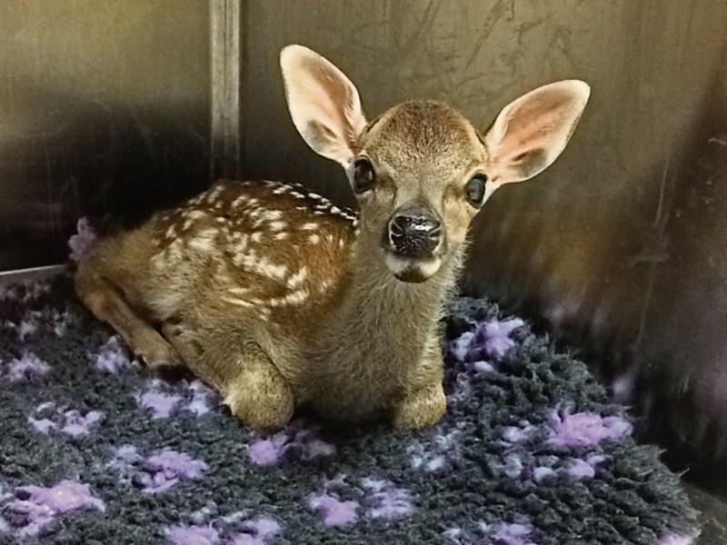 Meet our new foster fawn at Kildare Animal Foundation
