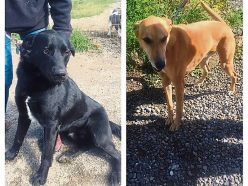 WATCH Meet the rescue dogs looking for homes in Kildare animal shelter