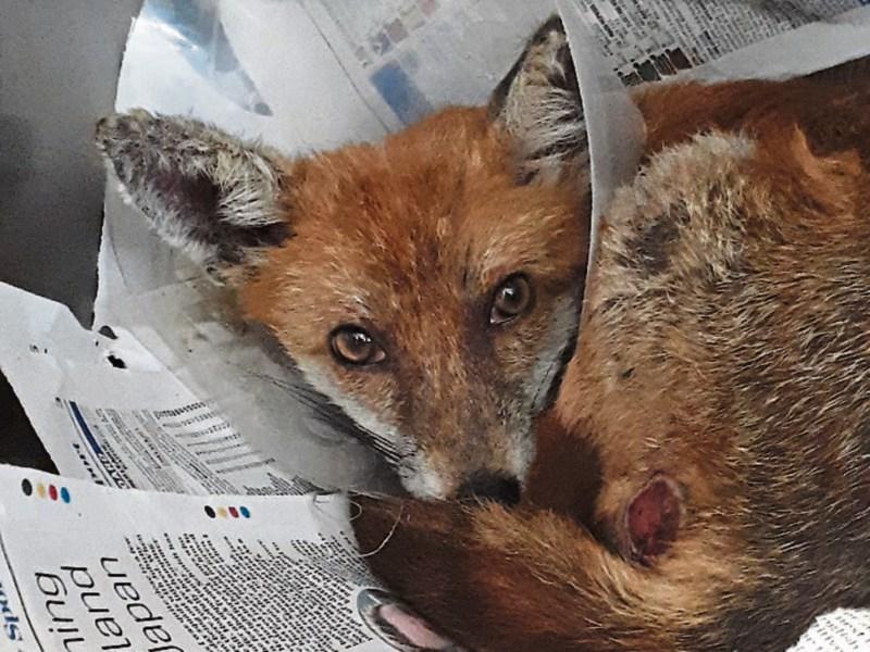 A fleet of foxes arrive at Kildare Animal Foundation