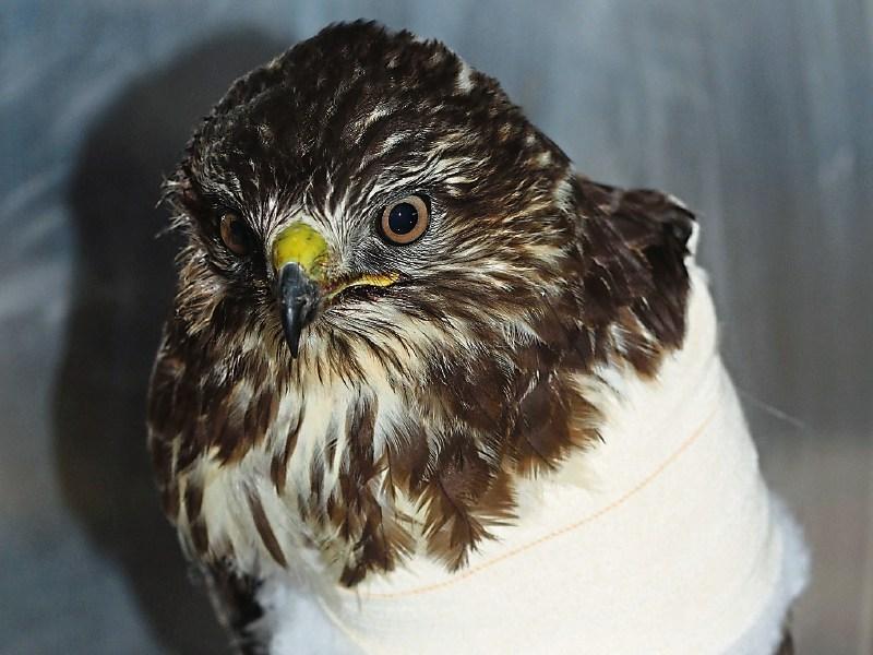 Kildare is abuzz with birds of prey