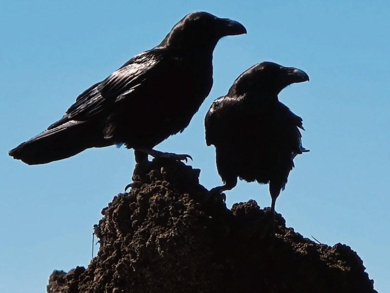 Secret Life of Crows explored in Naas tonight