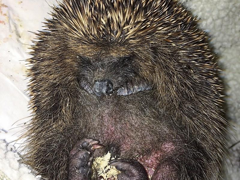 Kildare Animal Foundation saves a hedgehog from a horrible fate