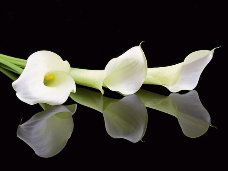 Deaths in Kildare - October 30, 2017