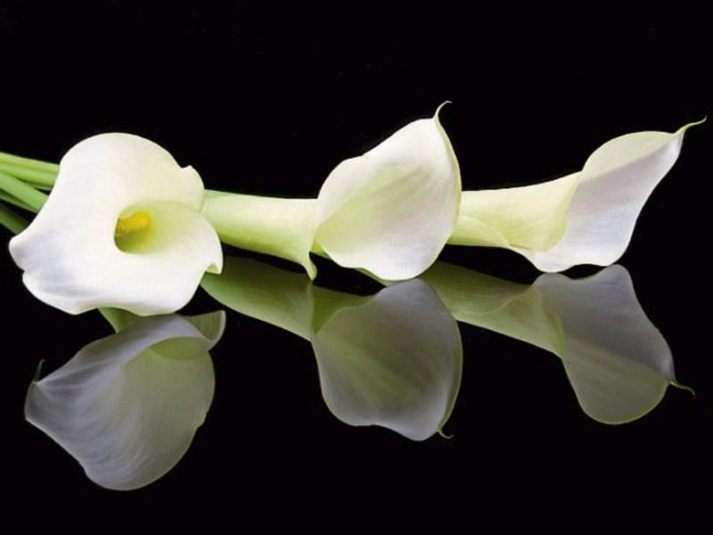 Deaths in Kildare - November 6, 2017