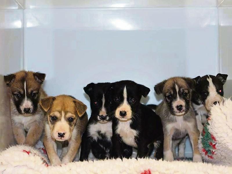 New puppies at Kildare Animal Foundation