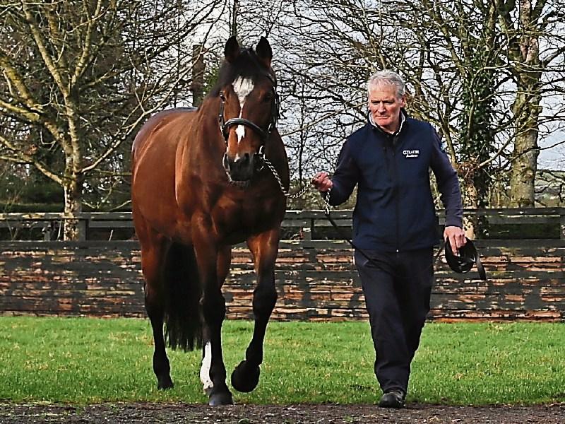 January dates announced for Kildare stud farms Open Days  