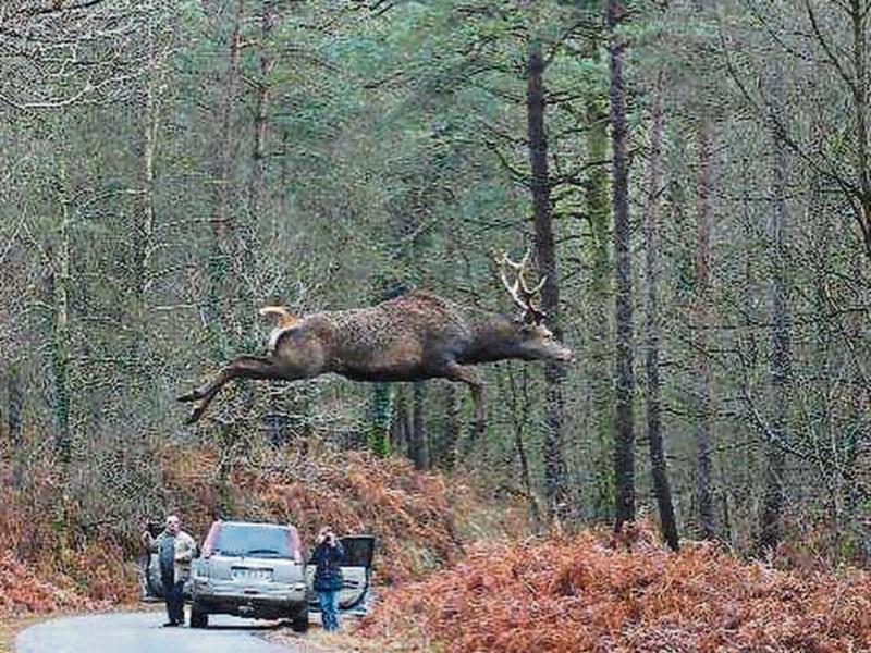 Santa reindeer hospital opened&nbsp;in Kildare town