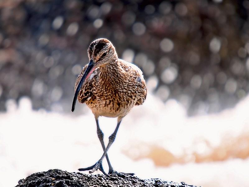 Wild Kildare group wants to save curlew