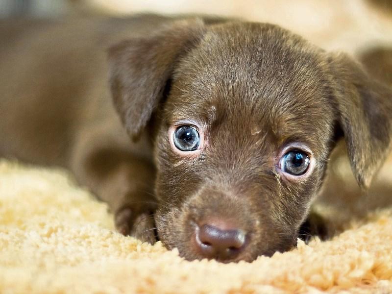 Animals are not a Christmas present warns Kildare shelter