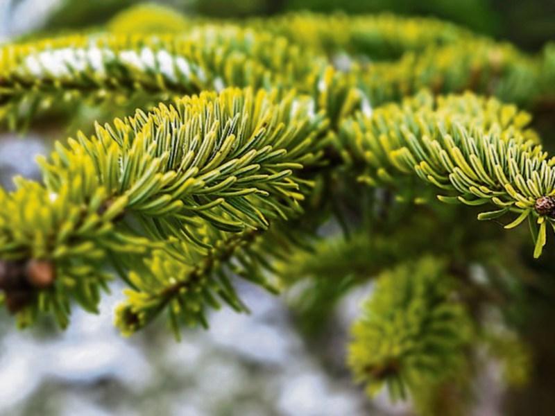 Here are the seven sites where you can recycle your Christmas tree in County Kildare