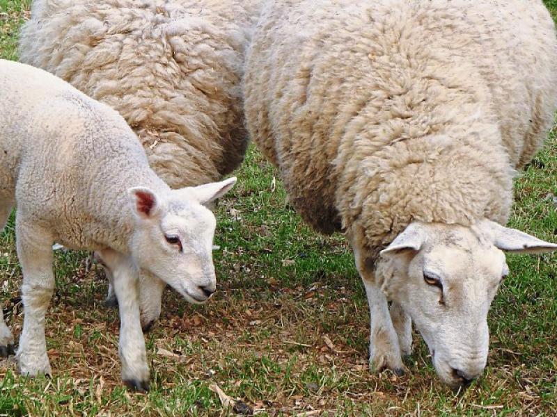 Lift in lamb prices