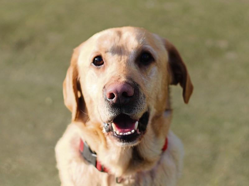 NEWS BRIEF: Kildare-based animal charity to host Christmas Fair in Newbridge