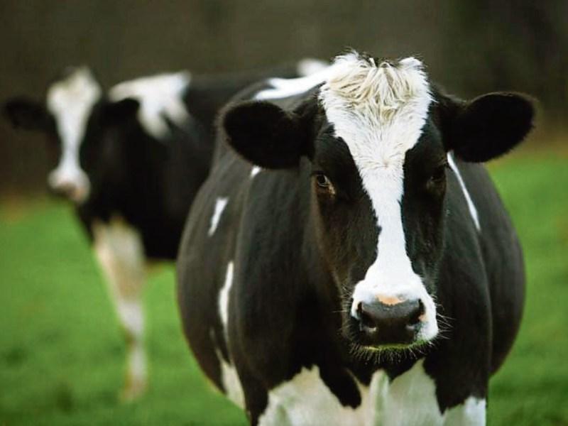 Livestock safety inspection campaign to start on Kildare farms today