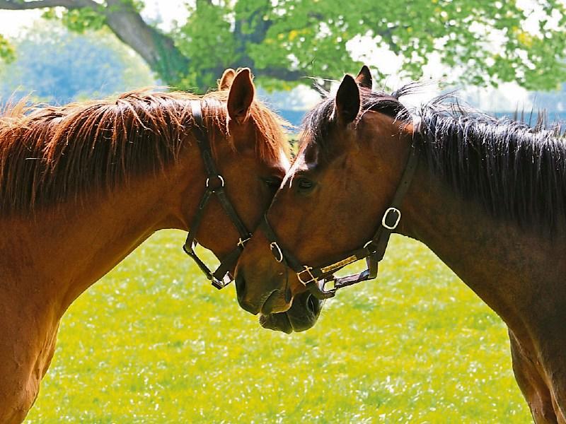 WATCH: New tourism video features the National Stud foaling season