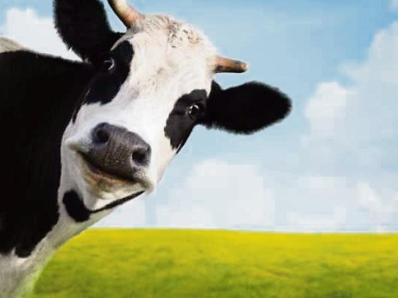 Kildare agricultural land prices are the highest in the State