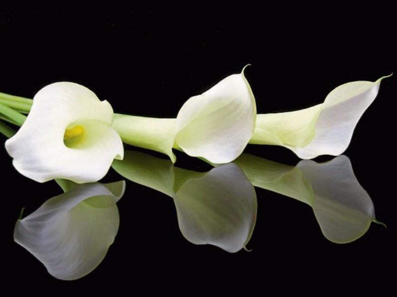 Deaths in Kildare - March 8, 2018