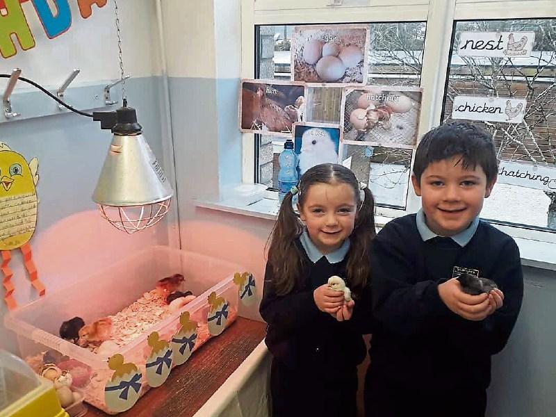 New chicks hatch at St Brigids School in Kildare town