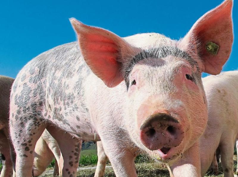 The live exports deal was first announced on Saturday September 18