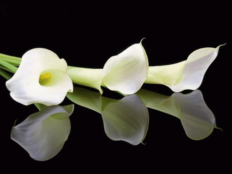 Deaths in Kildare - Tuesday, April 24, 2018