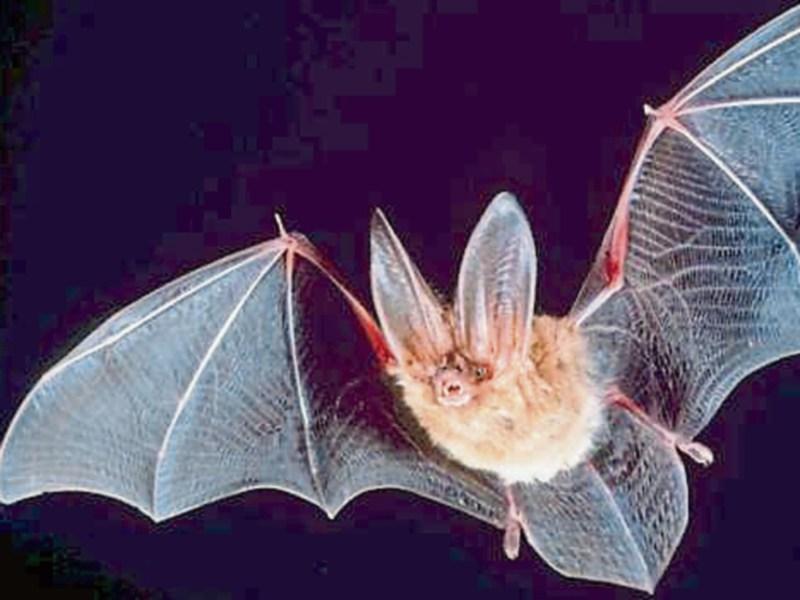 Take a night walk with Kildare Bat Group