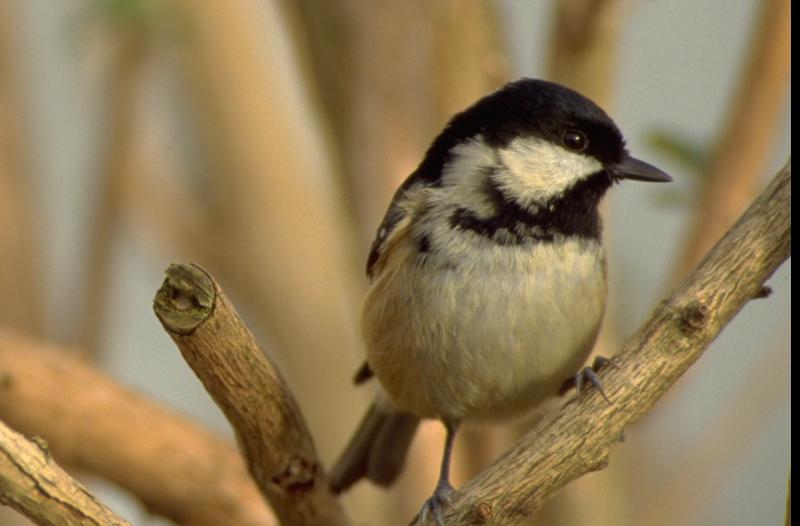 The Coal Tit. Picture: D Camier
