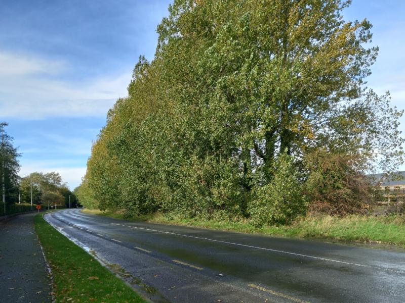 KILDARE: Row erupts over 140 trees facing the chop for cycle lane plan