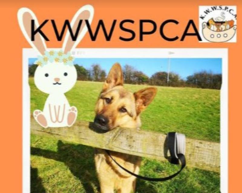 KWWSPCA Easter Egg Hunt and dog walk at Punchestown, Kildare, later this week