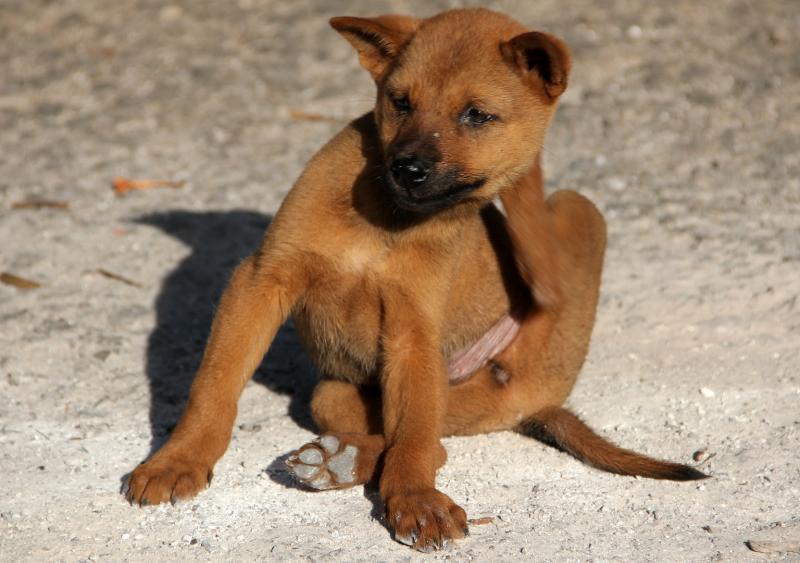 County Kildare accounted for fifth highest level of flea callouts in 2021