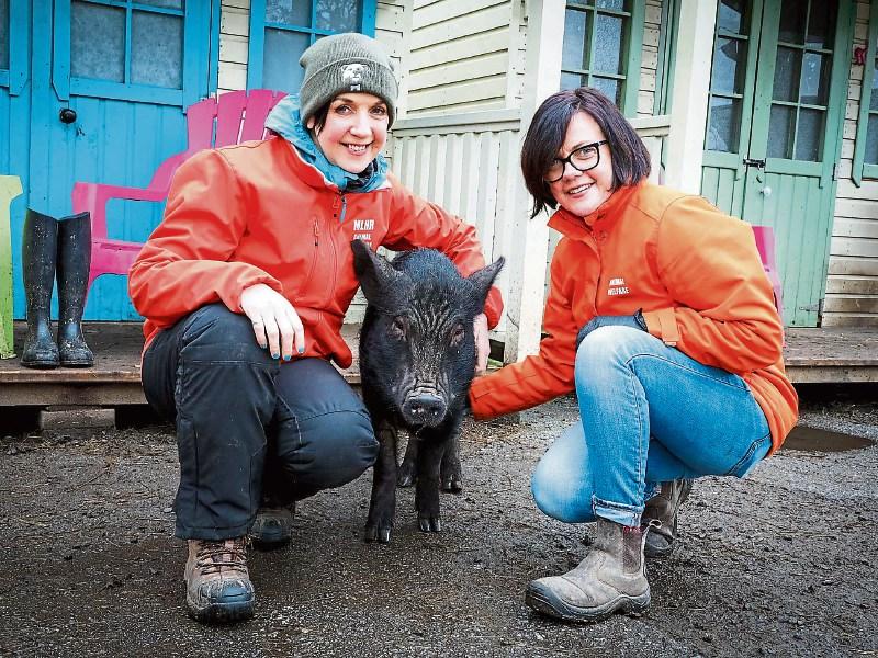 Kildare's My Lovely Horse Rescue launches house raffle to raise vital funds