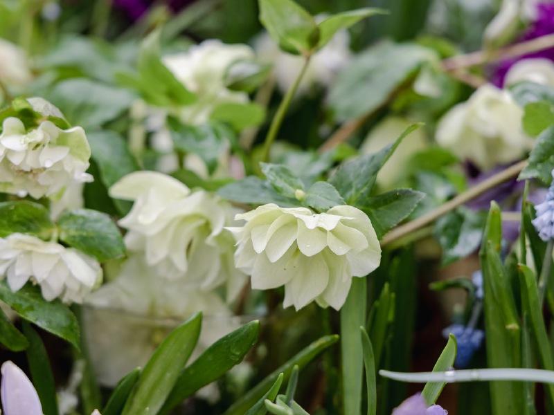 Gardening with Jo: Plenty to keep you busy in the garden this February