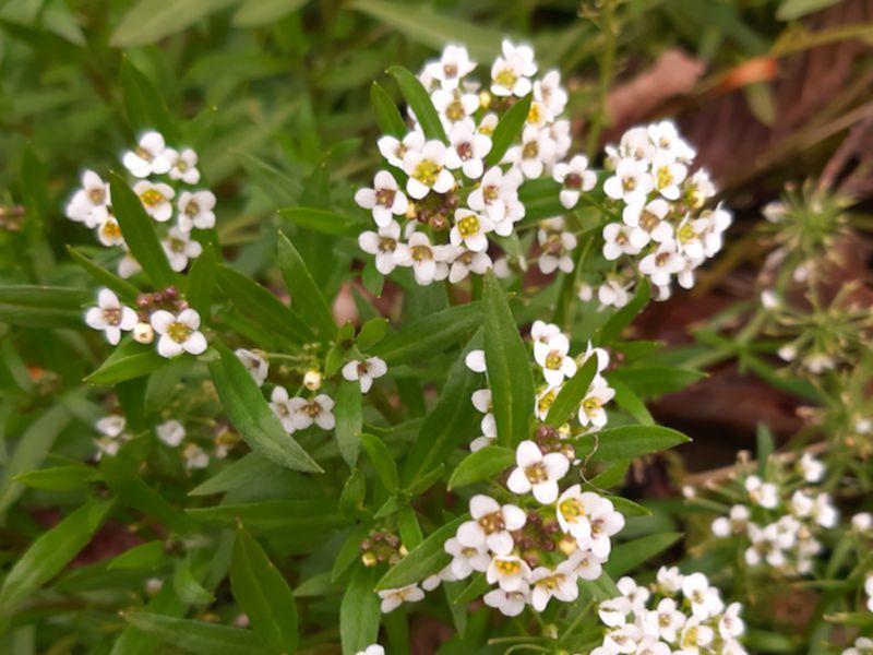 Kildare's Wildlife Watch: Spring flowers are beginning to bloom