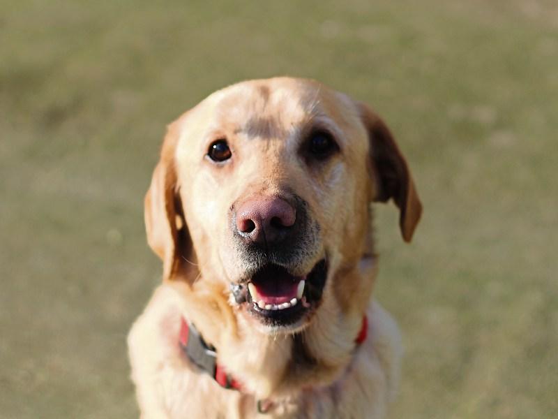 Kildare's Companion Pet Cremation service offers respectable send-offs for beloved pets